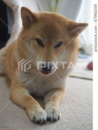 柴犬在室內放鬆 柴犬在室內放鬆 67968209