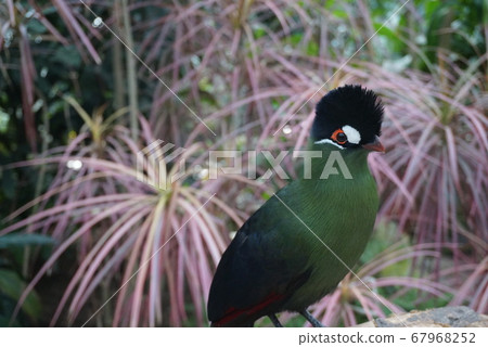 Birds stuck in trees 67968252