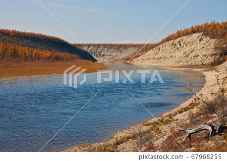 Larch taiga on the banks of Siberian rivers Larch taiga on the banks of Siberian rivers 67968255