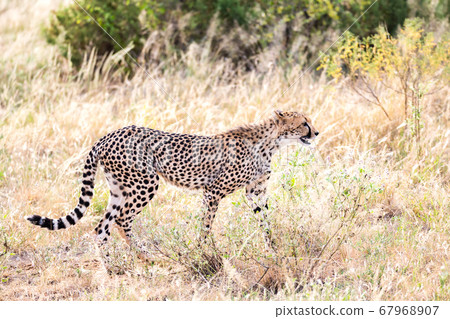 A cheetah walks in the high grass of the savannah 67968907