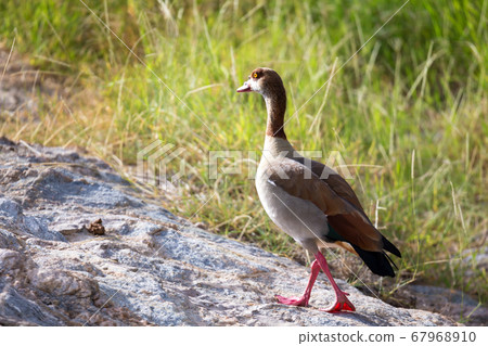 Native very colorfull bird in the landscape of 67968910