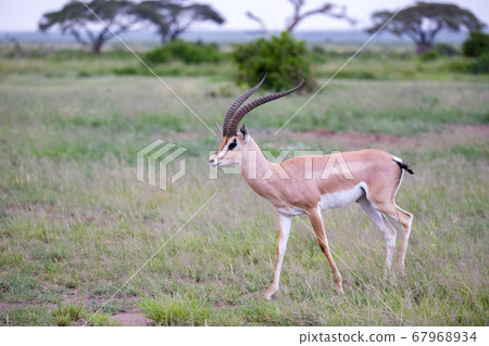 Antelope is standing between the plants in the Antelope is standing between the plants in the 67968934