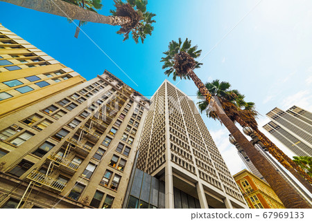 palm trees in Los Angeles palm trees in Los Angeles 67969133