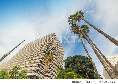 Palms in downtown Los Angeles 67969135