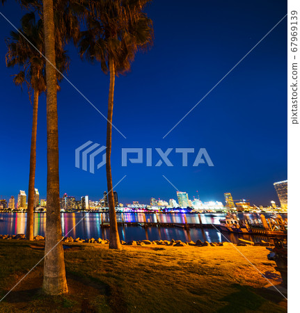 Palm trees in Coronado island 67969139