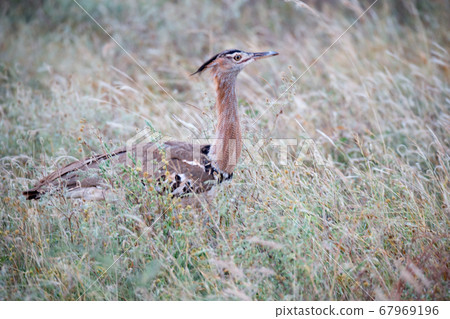 Local kenyan birds on the green bush Local kenyan birds on the green bush 67969196