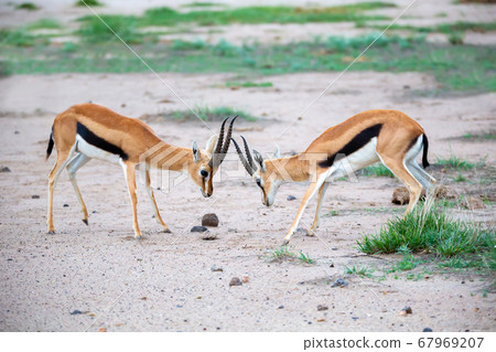 Two Thomsons gazelle are fighting in the savannah 67969207