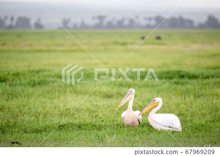 Pelican birds in the green grass standing 67969209