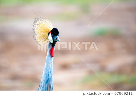 Colorful bird in the savannah of Kenya 67969211