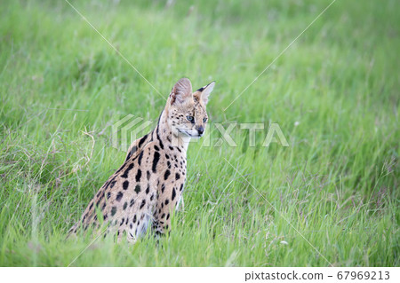 Serval cat in the grassland of the savannah in 67969213