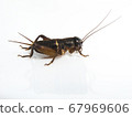 Emma cricket larva, white background 67969606