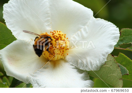 Bees that came to suck the honey of the summer camellia Bees that came to suck the honey of the summer camellia 67969650