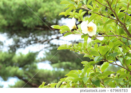 White flowers of nutsubaki White flowers of nutsubaki 67969783