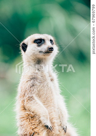 Meerkat's cute portrait meerkat Meerkat's cute portrait meerkat 67969799