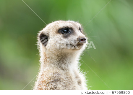 貓鼬的可愛肖像貓鼬 67969800