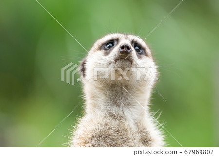 Meerkat's cute portrait meerkat Meerkat's cute portrait meerkat 67969802