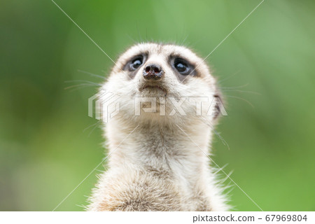 Meerkat's cute portrait meerkat Meerkat's cute portrait meerkat 67969804