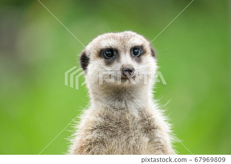 Meerkat's cute portrait meerkat Meerkat's cute portrait meerkat 67969809