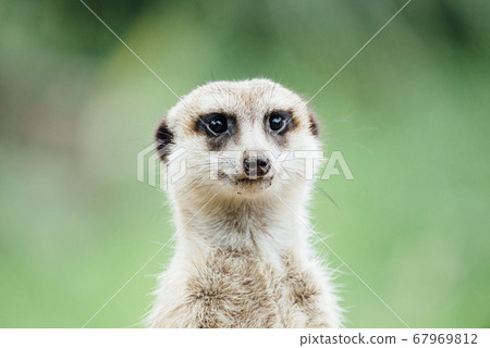 Meerkat's cute portrait meerkat 67969812
