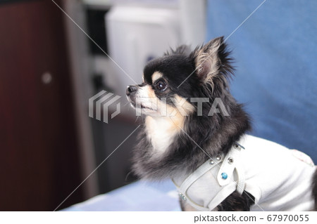 Chihuahua staring at a camper Chihuahua staring at a camper 67970055