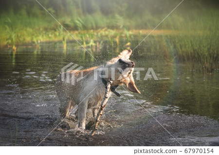 Dog Labrador stands in a pond and shakes off 67970154