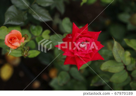 Arao City Ooyamai citizen flower bed Roses flower Arao City Ooyamai citizen flower bed Roses flower 67970189