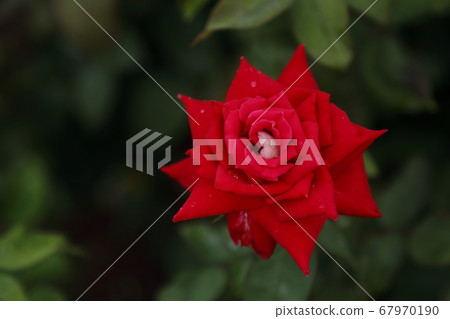 Arao City Ooyamai citizen flower bed Roses flower Arao City Ooyamai citizen flower bed Roses flower 67970190