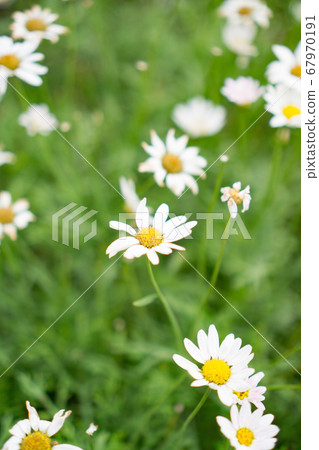 雛菊花 雛菊花 67970191