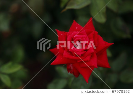 荒尾市Ooyamai市民花床玫瑰花 荒尾市Ooyamai市民花床玫瑰花 67970192