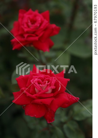荒尾市Ooyamai市民花床玫瑰花 荒尾市Ooyamai市民花床玫瑰花 67970193