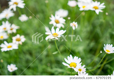 雛菊花 雛菊花 67970195