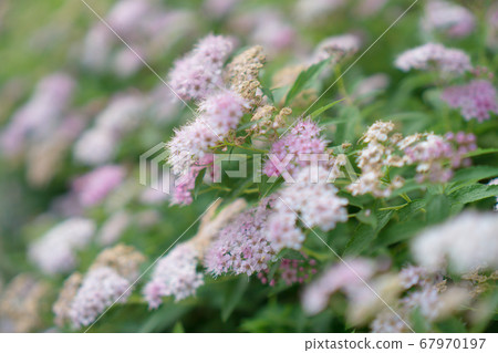 Shimotsuke的花 Shimotsuke的花 67970197