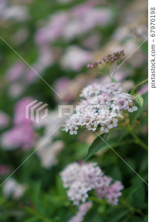 Shimotsuke的花 Shimotsuke的花 67970198