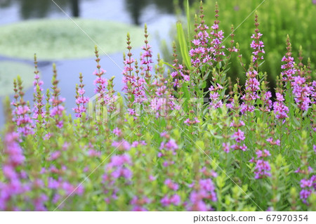 味ha花開在水邊 味ha花開在水邊 67970354