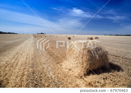 Round Bales at the field 67970463