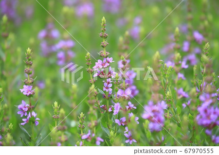 盛開的鮮花盛開 盛開的鮮花盛開 67970555