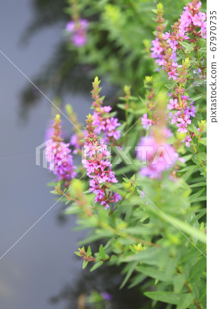 Misohagi flowers blooming on the waterside 67970735