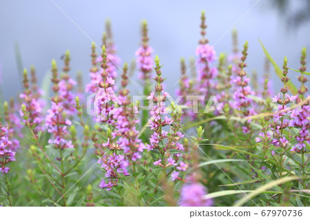 Misohagi flowers blooming on the waterside 67970736