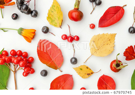 Autumn floral composition. Plants viburnum rowan 67970745