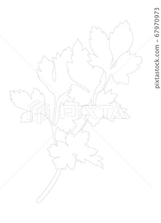 Parsley isolated on white background. Outline vector illustration 67970973