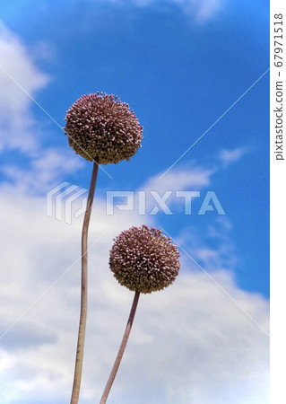 花像氣球 花像氣球 67971518