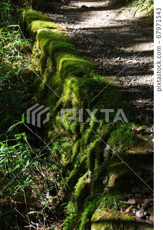 Odaigahara Road to Hijigatake Observatory 67971543