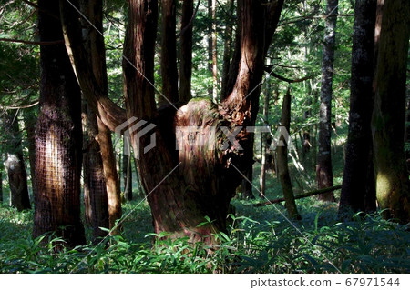 Odaigahara Discover a fairy on the way to Hijigatake Observatory 67971544