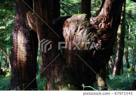 Odaigahara Discover a fairy on the way to Hijigatake Observatory 67971545