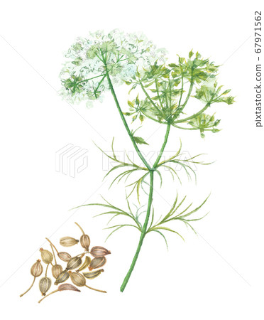 Ajowan flowers and seeds 67971562