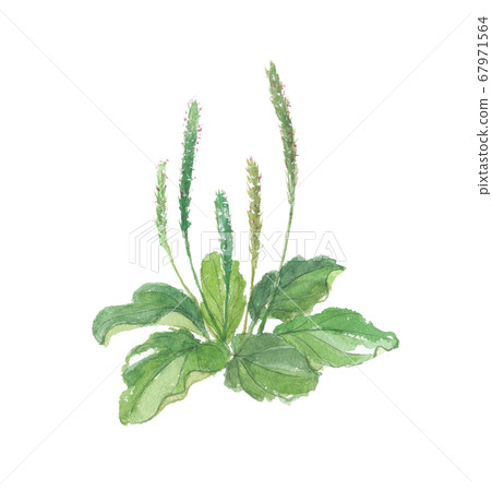 Plantain Oyako 67971564