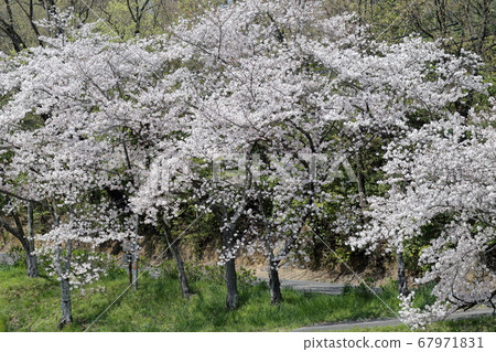 櫻花盛開 櫻花盛開 67971831