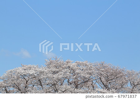 藍天和盛開的櫻花 67971837
