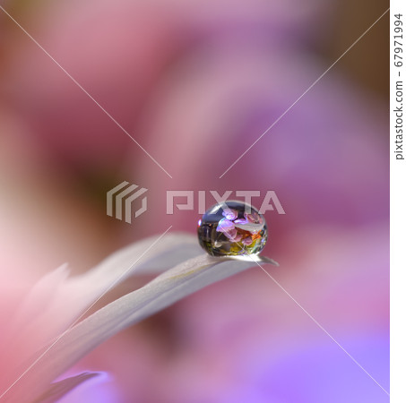 Beautiful Nature Background.Floral Art Design.Abstract Macro Photography.Gerbera Daisy Flower.Pastel Flowers.Violet Background.Creative Artistic Wallpaper.Wedding Invitation.Celebration,love.Close up. 67971994