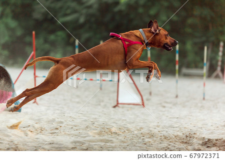 Sportive dog performing during the show in competition Sportive dog performing during the show in competition 67972371